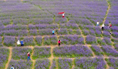 云顶花海的“齐山绽放” | 16市地党报齐聚淄博齐山风景区采风掠影